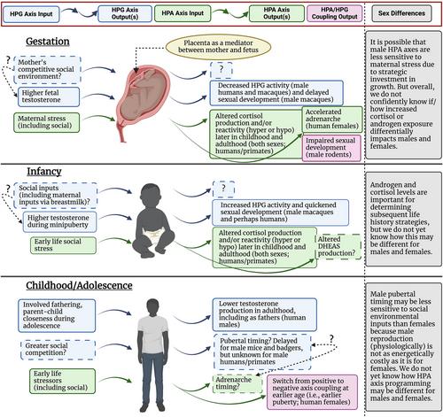 Effects of social environments on male primate HPG and HPA axis developmental programming