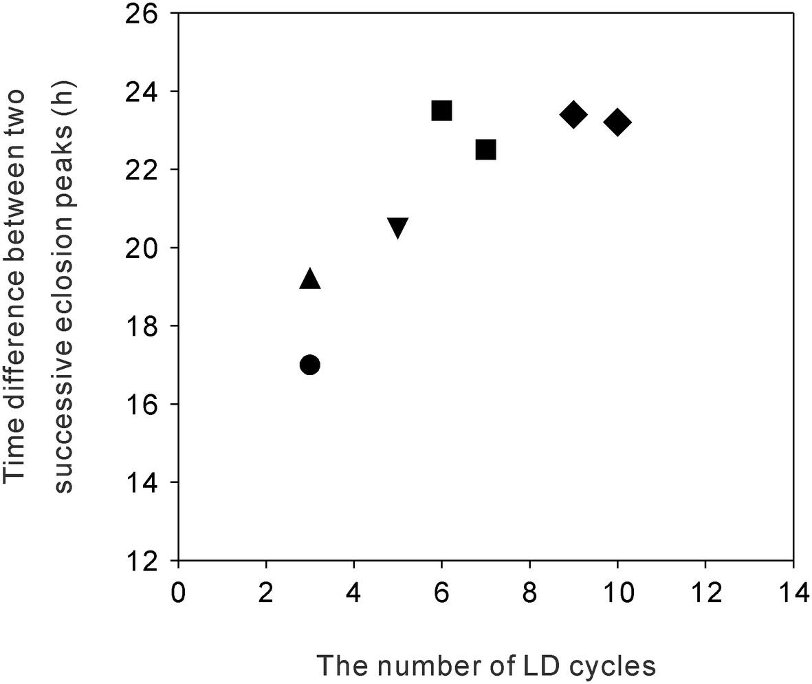 What accounts for the difference in the emergence times of Drosophila melanogaster between the first and second eclosion days?