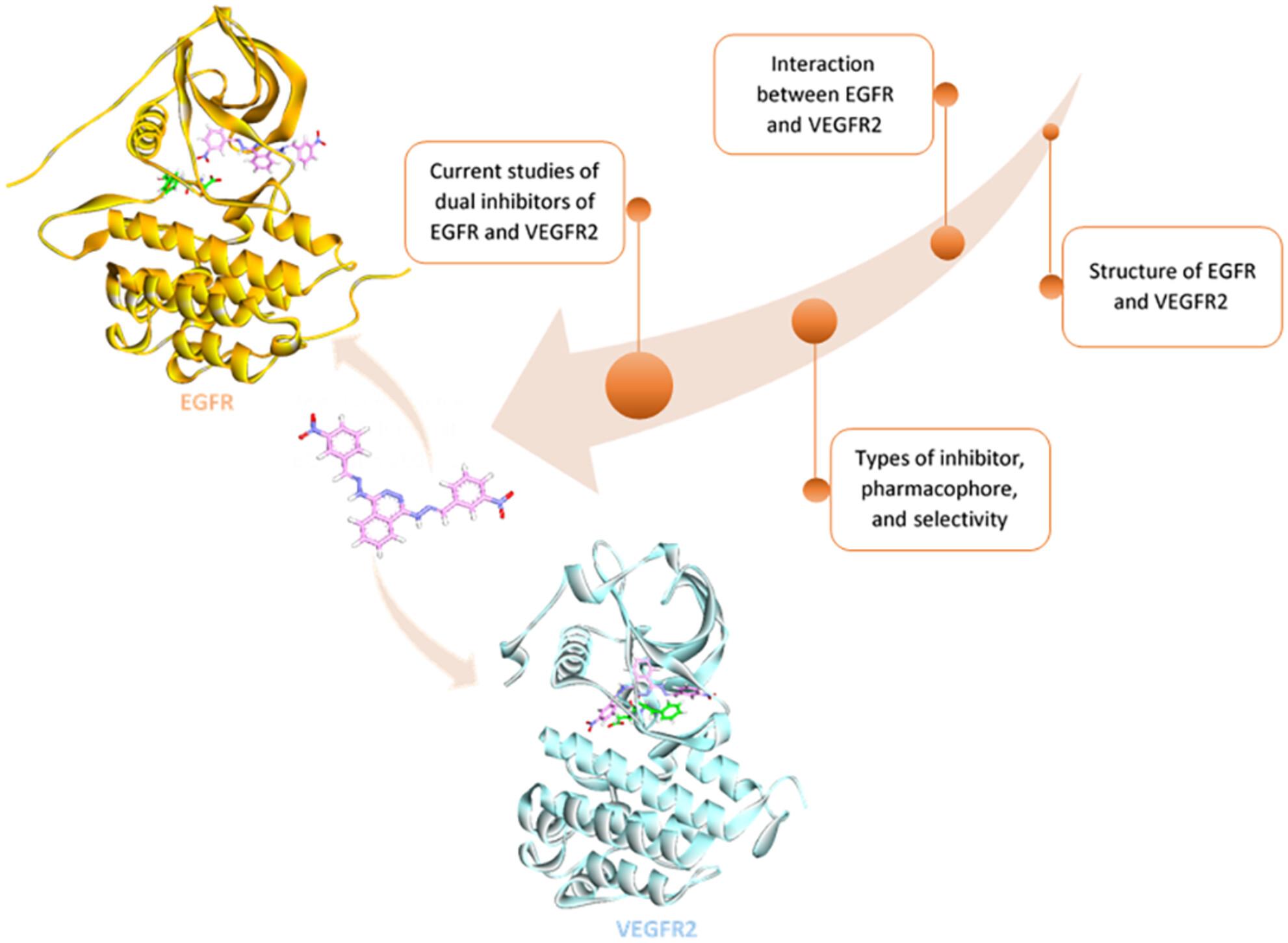 Structural and molecular insights from dual inhibitors of EGFR and VEGFR2 as a strategy to improve the efficacy of cancer therapy