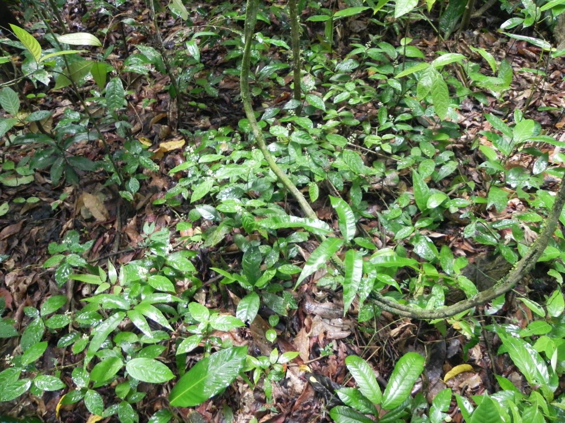 Post-drought community turnover and functional redundancy in a tropical forest understorey