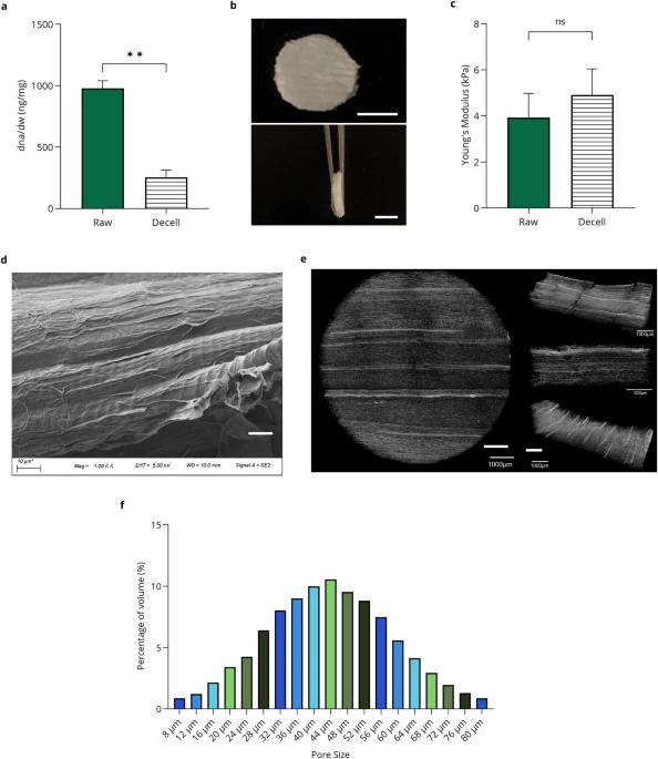 Decellularised plant scaffolds facilitate porcine skeletal muscle tissue engineering for cultivated meat biomanufacturing