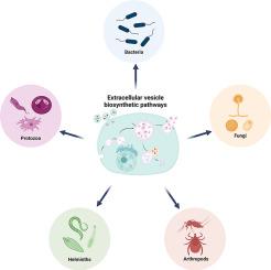 Biogenesis of extracellular vesicles from the pathogen perspective: Transkingdom strategies for delivering messages