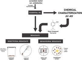 Insecticidal, antifeedant, and repellent effect of Lavandula mairei var. antiatlantica essential oil and its major component carvacrol against Sitophilus oryzae