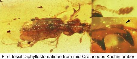 First fossil record of false stag beetles (Coleoptera: Scarabaeoidea: Diphyllostomatidae): Evolutionary and biogeographical implications