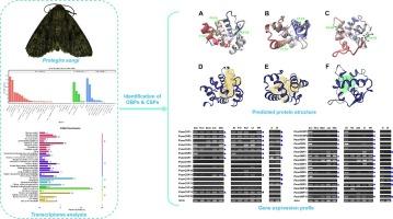 Identification of odorant binding protein and chemosensory protein genes in Protegira songi (Lepidoptera Noctuidae) via transcriptome analysis