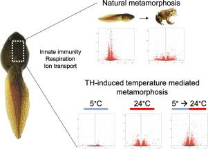 Transcriptomic profiling of Rana [Lithobates] catesbeiana back skin during natural and thyroid hormone-induced metamorphosis under different temperature regimes with particular emphasis on innate immune system components