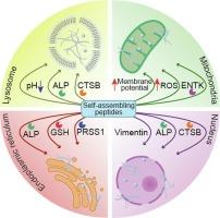 From cells to subcellular organelles: Next-generation cancer therapy based on peptide self-assembly