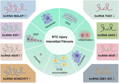 The role of long non-coding RNAs in the development of diabetic kidney disease and the involved clinical application