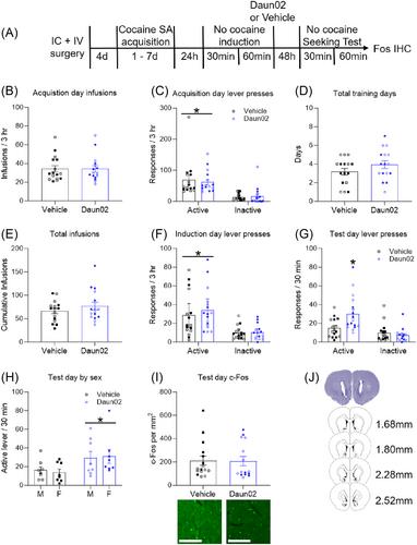 Nucleus accumbens neuronal ensembles vary with cocaine reinforcement in male and female rats