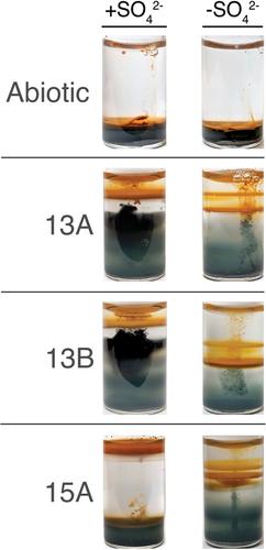 Sulfur cycling likely obscures dynamic biologically-driven iron redox cycling in contemporary methane seep environments