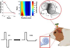 Asymmetric pulses delivered by a cochlear implant allow a reduction in evoked firing rate and in spatial activation in the guinea pig auditory cortex