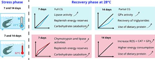 Effect of temporal thermal stress on Penaeus vannamei: Growth performance and physiological plasticity.