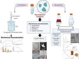 Biochemical characterization of immobilized recombinant subtilisin and synthesis and functional characterization of recombinant subtilisin capped silver and zinc oxide nanoparticles