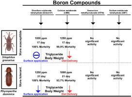 Boron compounds are effective on Sitophilus granarius (Coleoptera: Curculionidae) and Rhyzopertha dominica (Coleoptera: Bostrichidae)