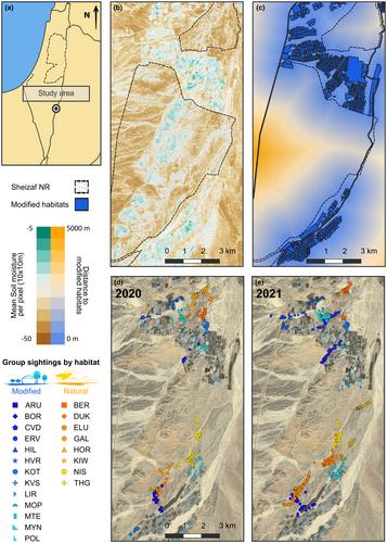 Living fast, dying young: Anthropogenic habitat modification influences the fitness and life history traits of a cooperative breeder