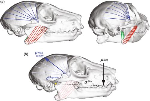 Tradeoffs between bite force and gape in Eulemur and Varecia