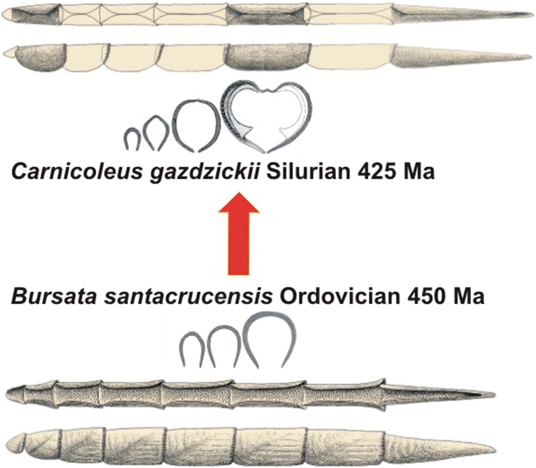 Aplacophoran traits in the late Ordovician septemchitonid polyplacophorans