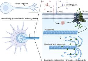 The dynamic TRPV2 ion channel proximity proteome reveals functional links of calcium flux with cellular adhesion factors NCAM and L1CAM in neurite outgrowth