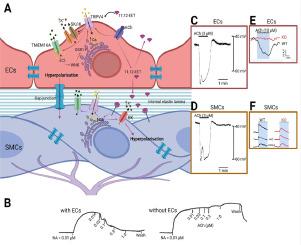 WNK kinase, ion channels and arachidonic acid metabolites choreographically execute endothelium-dependent vasodilation