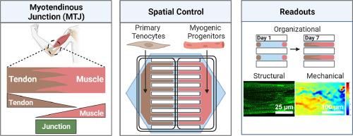 An engineered in vitro model of the human myotendinous junction