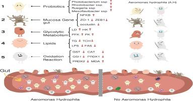 Metabolomics and microbiome co-analysis reveals altered innate immune responses in Charybdis japonica following Aeromonas hydrophila infection