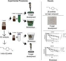 Exploiting the combination of entomopathogenic fungi and Illicium verum essential oil against Aedes aegypti larvae