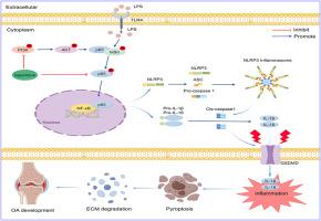 Sipeimine ameliorates osteoarthritis progression by suppression of NLRP3 inflammasome-mediated pyroptosis through inhibition of PI3K/AKT/NF-κB pathway: An in vitro and in vivo study