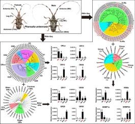 Candidate membrane protein gene families related to chemoreception in a wood-boring beetle, Pharsalia antennata Gahan (Coleoptera: Cerambycidae)