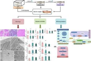 Histology, fatty acid composition, antioxidant and glycolipid metabolism, and transcriptome analyses of the acute cold stress response in Phoxinus lagowskii