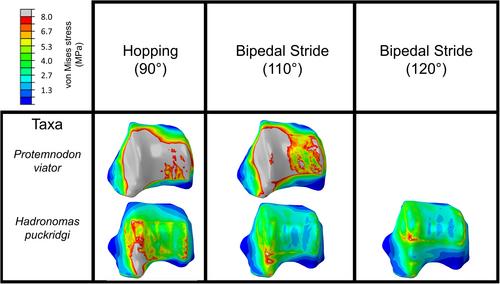 Finite element analysis of kangaroo astragali: A new angle on the ankle