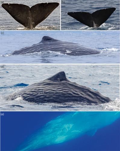 Threatened cetaceans off the coast of Israel and long-range movement of a sperm whale