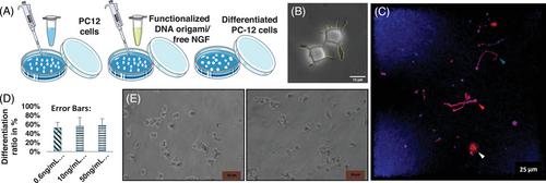 DNA origami scaffold promoting nerve guidance and regeneration