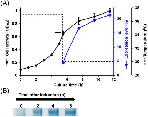 Efficient production of human interleukin-3 from Escherichia coli using protein disulfide isomerase b'a' domain