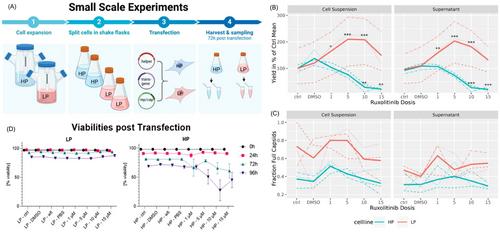 Enhancement of rAAV titers via inhibition of the interferon signaling cascade in transfected HEK293 suspension cultures