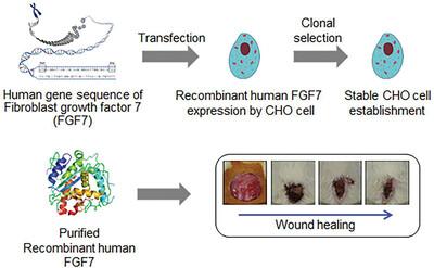 Recombinant human fibroblast growth factor 7 obtained from stable Chinese hamster ovary cells enhances wound healing