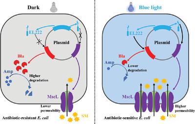 Blue light-mediated gene expression as a promising strategy to reduce antibiotic resistance in Escherichia coli