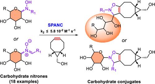 Kinetics of Strain-Promoted Alkyne-Nitrone Cycloadditions (SPANC) with Unprotected Carbohydrate Scaffolded Nitrones