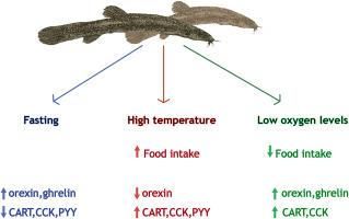 Effects of fasting and environmental factors on appetite regulators in pond loach Misgurnus anguillicaudatus