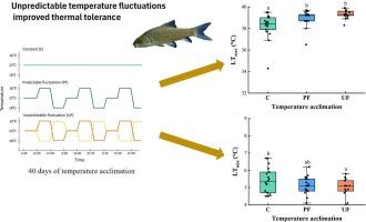 The effects of the predictability of acclimatory temperature on the growth and thermal tolerance of juvenile Spinibarbus sinensis