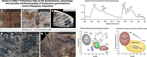 Sweet or bitter? Preliminary data on the biomechanics, physiology, and possible nutritional quality of Cretaceous gymnosperms leaves (Patagonia, Argentina)