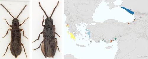 New species and distributional records of the paedomorphic click-beetle genus Euanoma Reitter, 1889 (Coleoptera, Elateridae, Omalisinae) from the Western Palaearctic