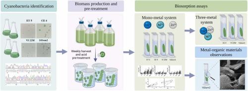 Semi-continuous cultivation of EPS-producing marine cyanobacteria: A green biotechnology to remove dissolved metals obtaining metal-organic materials