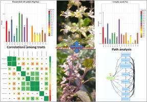 Precise and consistent genotype identification for essential oil yield and ursolic acid in a multi-year assessment of basil