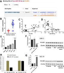 LncRNA FOXD2-AS1 promotes the growth, invasion and migration of OSCC cells by regulating the MiR-185–5p/PLOD1/Akt/mTOR pathway