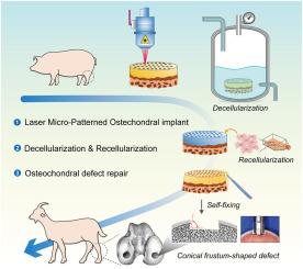 Decellularized laser micro-patterned osteochondral implants exhibit zonal recellularization and self-fixing for osteochondral regeneration in a goat model