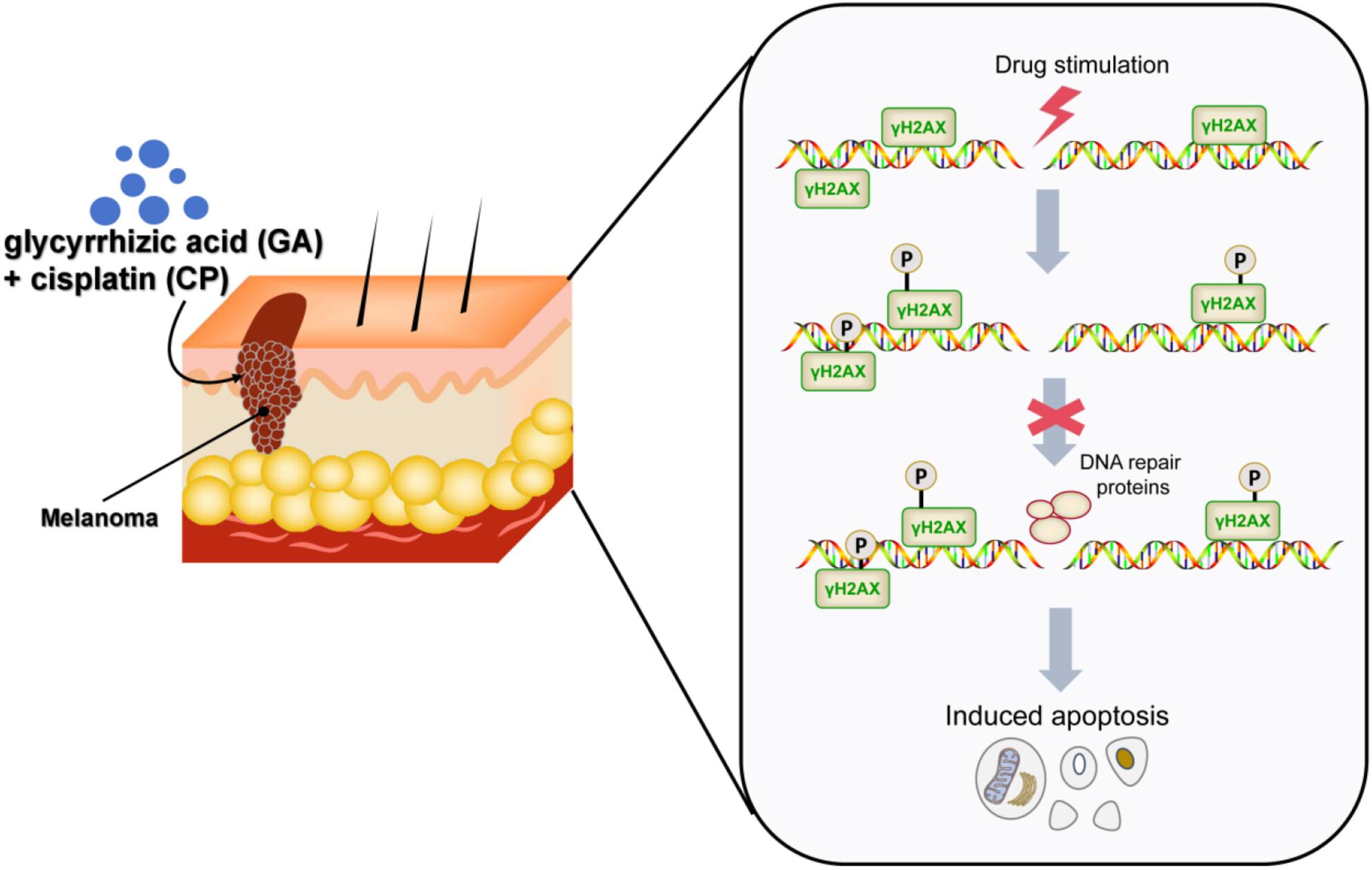 Glycyrrhizic acid inhibits DNA damage repair and enhances cisplatin-induced apoptosis of melanoma cells