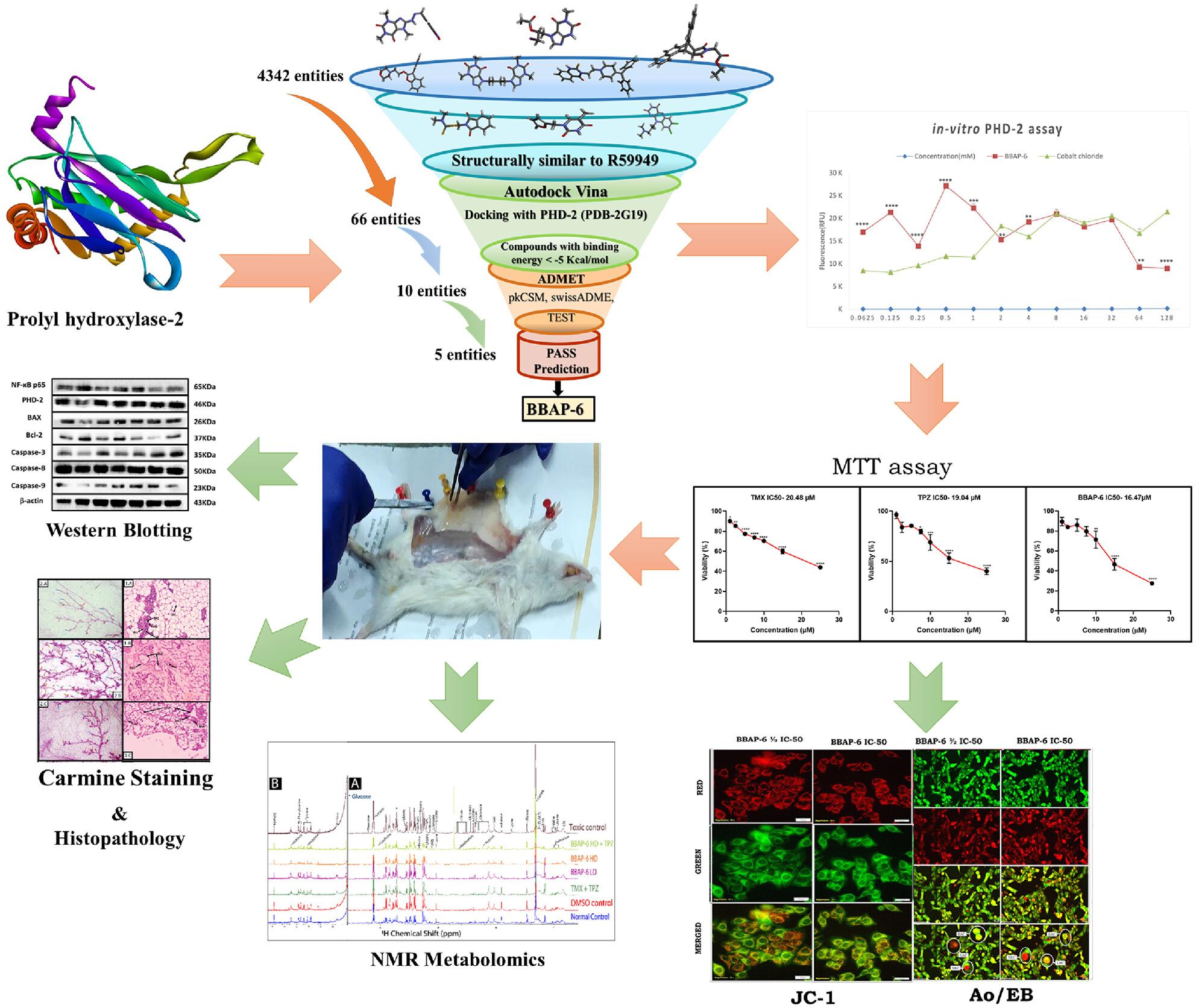 Novel carbamodithioate regulates cellular hypoxia through chemical activation of prolyl hydroxylase-2 for breast cancer chemoprevention