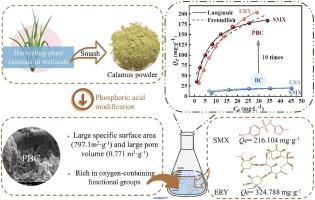 Enhanced adsorption capacity of antibiotics by calamus-biochar with phosphoric acid modification: Performance assessment and mechanism analysis