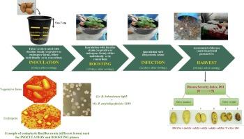 In vitro and in vivo antifungal efficacy of individual and consortium Bacillus strains in controlling potato black scurf and possible development of spore-based fungicide