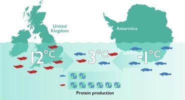 A comparative study of tissue protein synthesis rates in an Antarctic, Harpagifer antarcticus and a temperate, Lipophrys pholis teleost